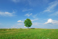 Sky and Grass